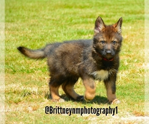 German Shepherd Dog-Siberian Husky Mix Puppy for sale in MULBERRY, FL, USA