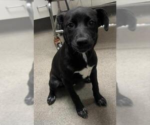 Labrador Retriever-Unknown Mix Dogs for adoption in HESPERIA, CA, USA