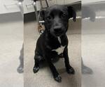 MAY - Female Labrador Retriever-Unknown Mix Dog for Adoption - Small photo