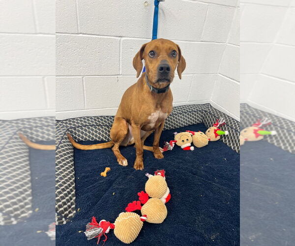 Medium Photo #2 Redbone Coonhound-Unknown Mix Puppy For Sale in Pierceton , IN, USA