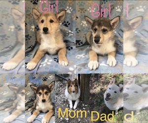 Scottish Collisky Puppy for sale in INDIAN LAND, SC, USA