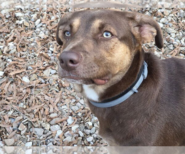 Medium Photo #3 Mutt Puppy For Sale in Boston, MA, USA