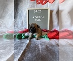 Small Photo #19 Faux Frenchbo Bulldog Puppy For Sale in TIFFIN, IA, USA
