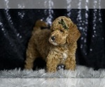 Small Photo #76 Goldendoodle (Miniature) Puppy For Sale in WARSAW, IN, USA