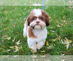 Small Photo #3 Havashu Puppy For Sale in SYRACUSE, IN, USA
