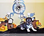 Small #6 Chihuahua