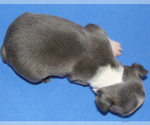 Small #1 Boston Terrier