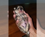 Small Photo #5 Schnauzer (Miniature) Puppy For Sale in LEESBURG, VA, USA