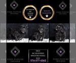 Small Photo #127 Poodle (Toy) Puppy For Sale in WARSAW, IN, USA