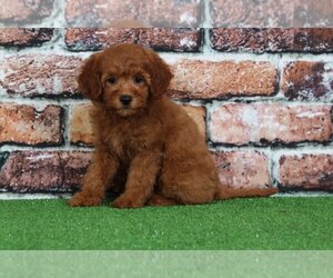 Goldendoodle Puppy for sale in BEL AIR, MD, USA