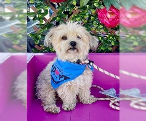 Lhasa Apso Dogs for adoption in Newport Beach, CA, USA