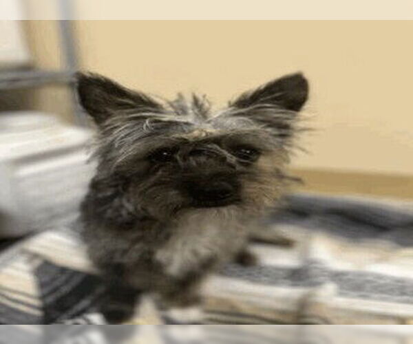Medium Photo #6 Mutt Puppy For Sale in San Diego, CA, USA