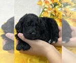 Image preview for Ad Listing. Nickname: Yellow Boy