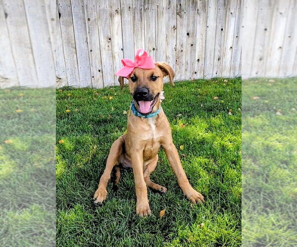 Medium Photo #11 Mutt Puppy For Sale in Sandy, UT, USA