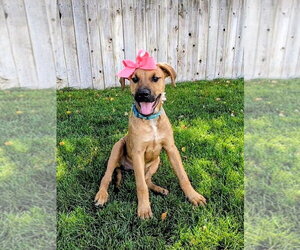 Artie Marie - Female Mutt Dog for Adoption - Photo #11