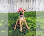 Small Photo #11 Mutt Puppy For Sale in Sandy, UT, USA