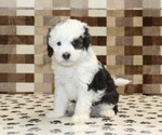 Small #3 Bernedoodle (Miniature)