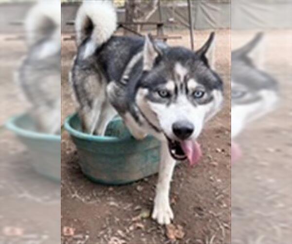 Medium Photo #2 Siberian Husky Puppy For Sale in Santa Barbara, CA, USA