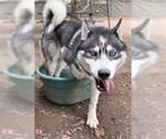 Small #1 Siberian Husky