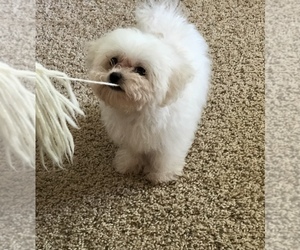 Maltipoo-Poodle (Toy) Mix Puppy for sale in SILEX, MO, USA