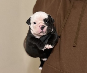 Bulldog Puppy for sale in AURORA, CO, USA