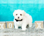 Small Photo #4 Maltese Puppy For Sale in WARSAW, IN, USA