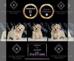 Small Photo #27 Maltipoo (Miniature) Puppy For Sale in WARSAW, IN, USA