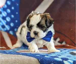 Shorkie Tzu Puppy for sale in KIRKWOOD, PA, USA
