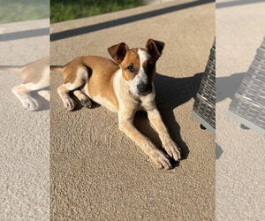 Mutt Dogs for adoption in Aurora, CO, USA