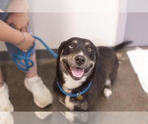 Basset Hound-Huskies Mix Dogs for adoption in Mountain Home, AR, USA