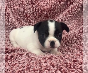 French Bulldog Puppy for sale in JOHNS ISLAND, SC, USA