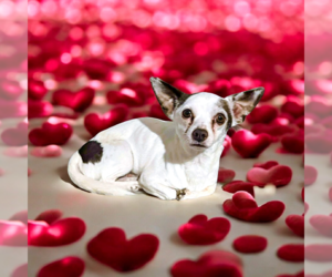 Mutt Dogs for adoption in Vail, AZ, USA