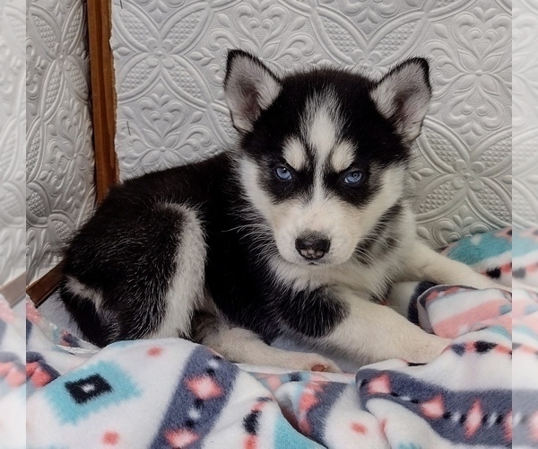 Medium Photo #6 Siberian Husky Puppy For Sale in MOUNT AYR, IA, USA