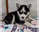 Small Photo #6 Siberian Husky Puppy For Sale in MOUNT AYR, IA, USA