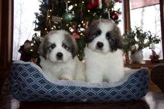 Great Pyrenees Puppy for sale in PALMER, AK, USA