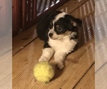 Puppy 4 Miniature Australian Shepherd