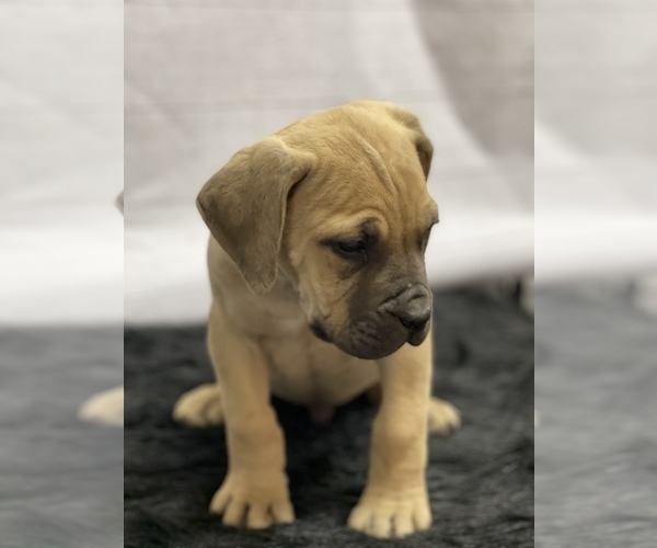 Medium Photo #9 Boerboel Puppy For Sale in QUAPAW, OK, USA