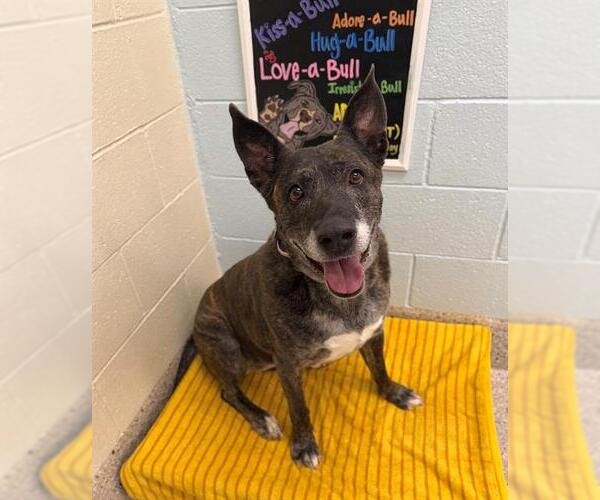 Medium Photo #1 German Shepherd Dog-Unknown Mix Puppy For Sale in Brighton, CO, USA