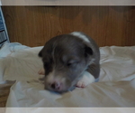 Small Photo #2 Australian Shepherd-Pembroke Welsh Corgi Mix Puppy For Sale in GALLEGOS, NM, USA
