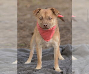 Titto - Male Chiranian Dog for Adoption - Photo #3