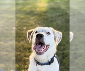 Mutt Dogs for adoption in Holland, MI, USA