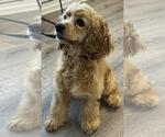 Small #8 Cocker Spaniel
