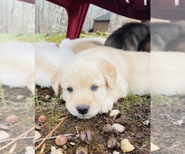 Medium Photo #16 Goldendoodle-Siberian Husky Mix Puppy For Sale in DOUGLASVILLE, GA, USA