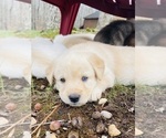 Small Photo #16 Goldendoodle-Siberian Husky Mix Puppy For Sale in DOUGLASVILLE, GA, USA