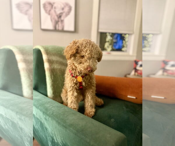 Medium Photo #2 Poodle (Miniature) Puppy For Sale in St. Louis Park, MN, USA