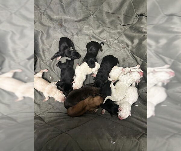 Medium Photo #1 German Shepherd Dog Puppy For Sale in Riverside, CA, USA