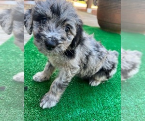 Aussiedoodle Puppy for sale in BLUE RIDGE, GA, USA