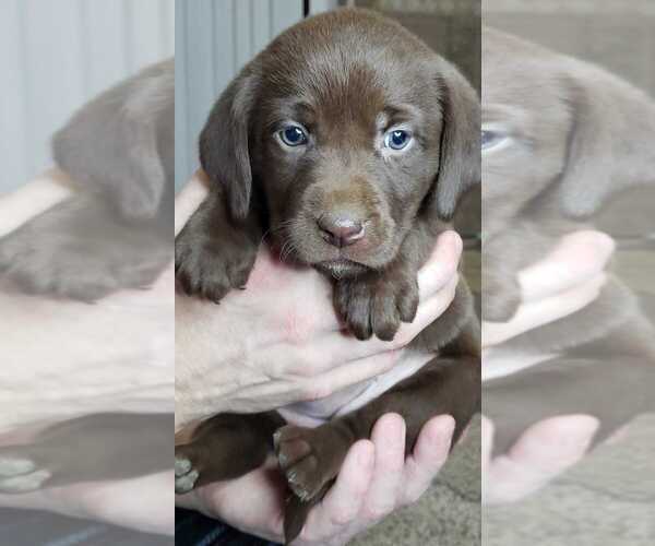 Medium Photo #16 Labrador Retriever Puppy For Sale in OLYMPIA, WA, USA