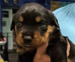Small Photo #1 Rottweiler Puppy For Sale in DELAND, FL, USA