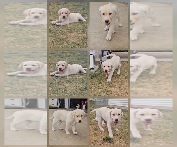 Medium Photo #1 Labrador Retriever Puppy For Sale in PONTIAC, IL, USA